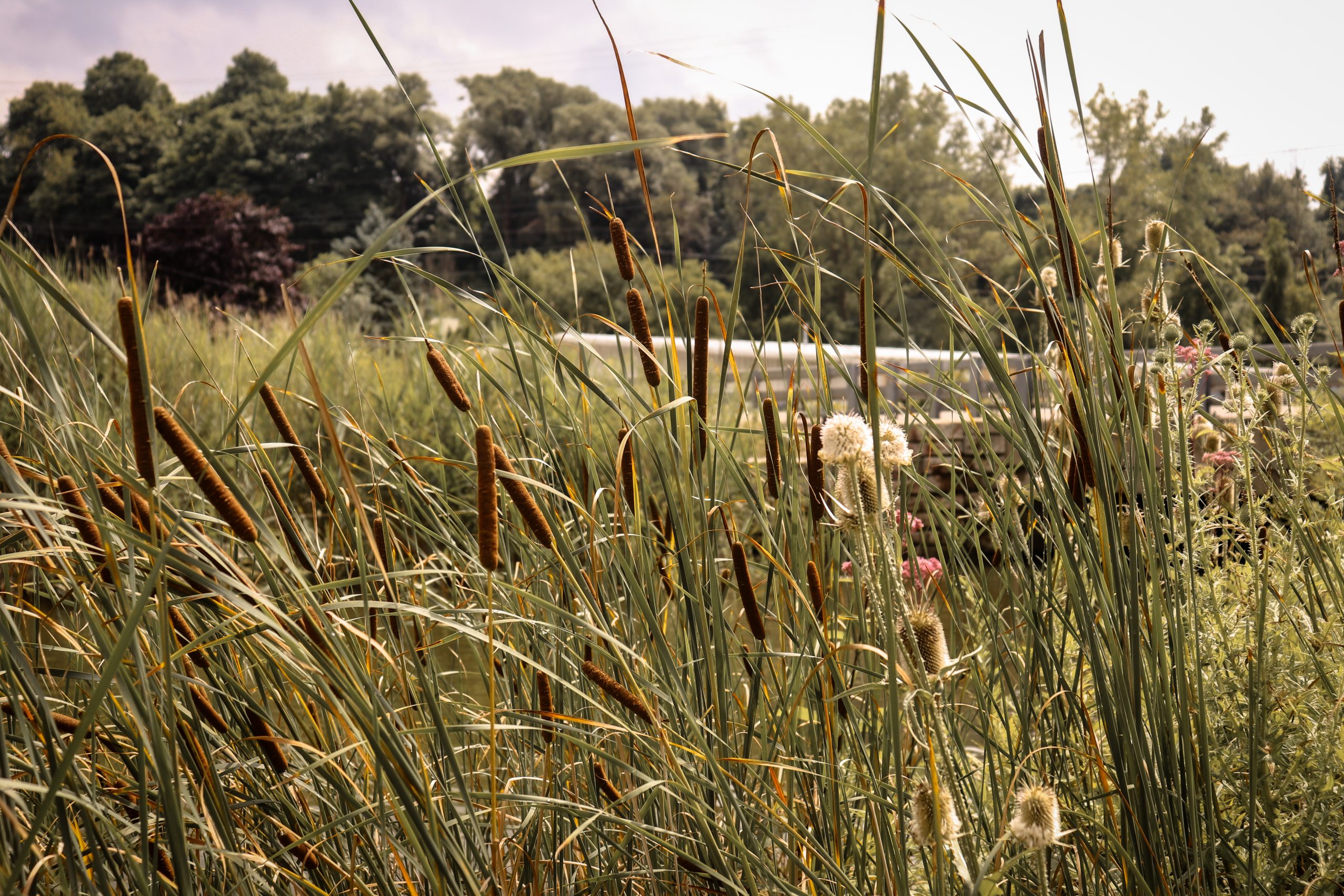 Cattail plants and wildflowers grow along the banks of the Erie Canal in Lyons, New York