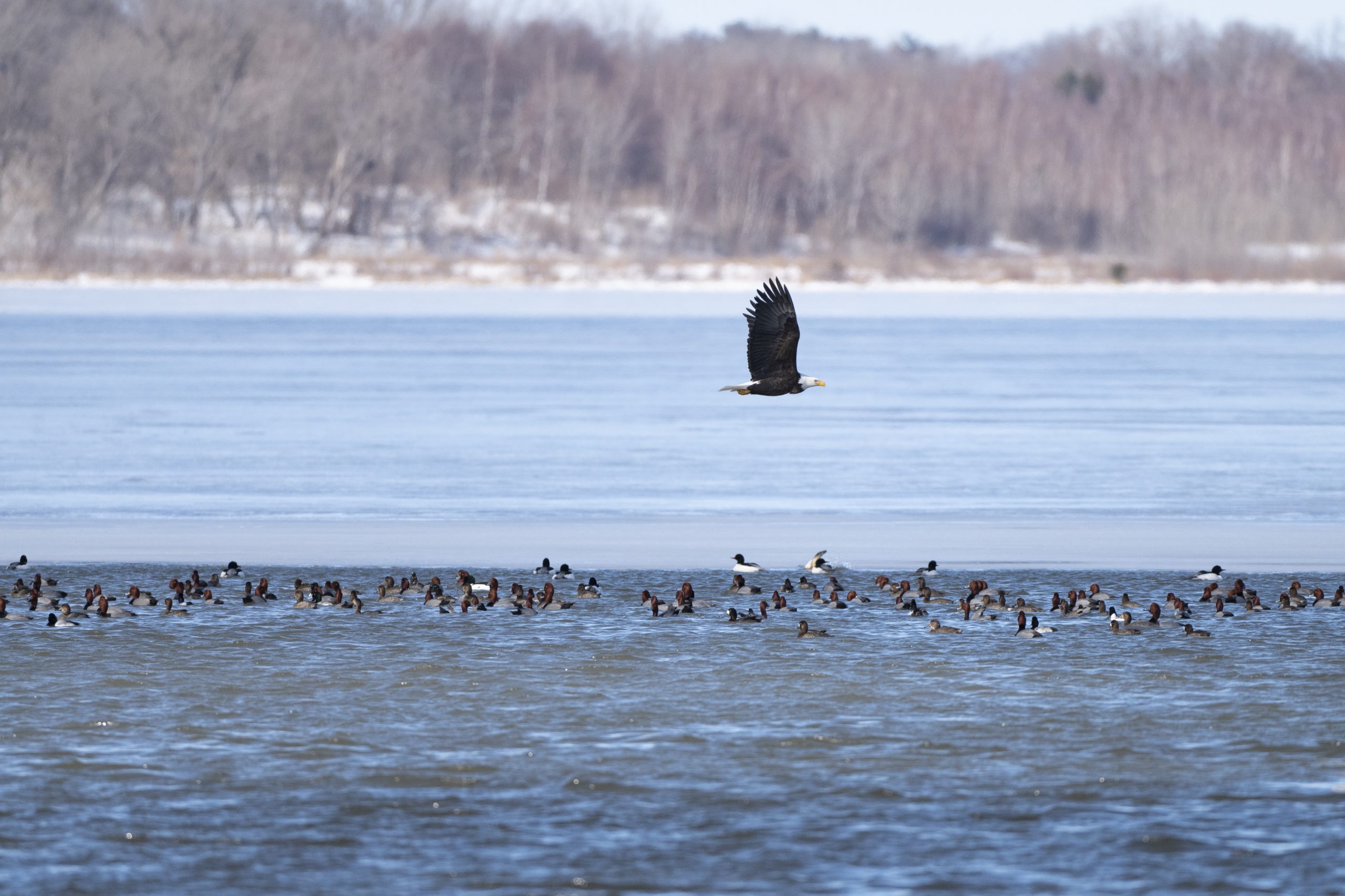 Eagles diets vary and sometimes include the ducks they share the lake with. This has raised concerns about the eagles health because of the outbreak of Bird Flu in the US. February 26 2025, Syracuse NY. Photo by Maddi Jane Brown.