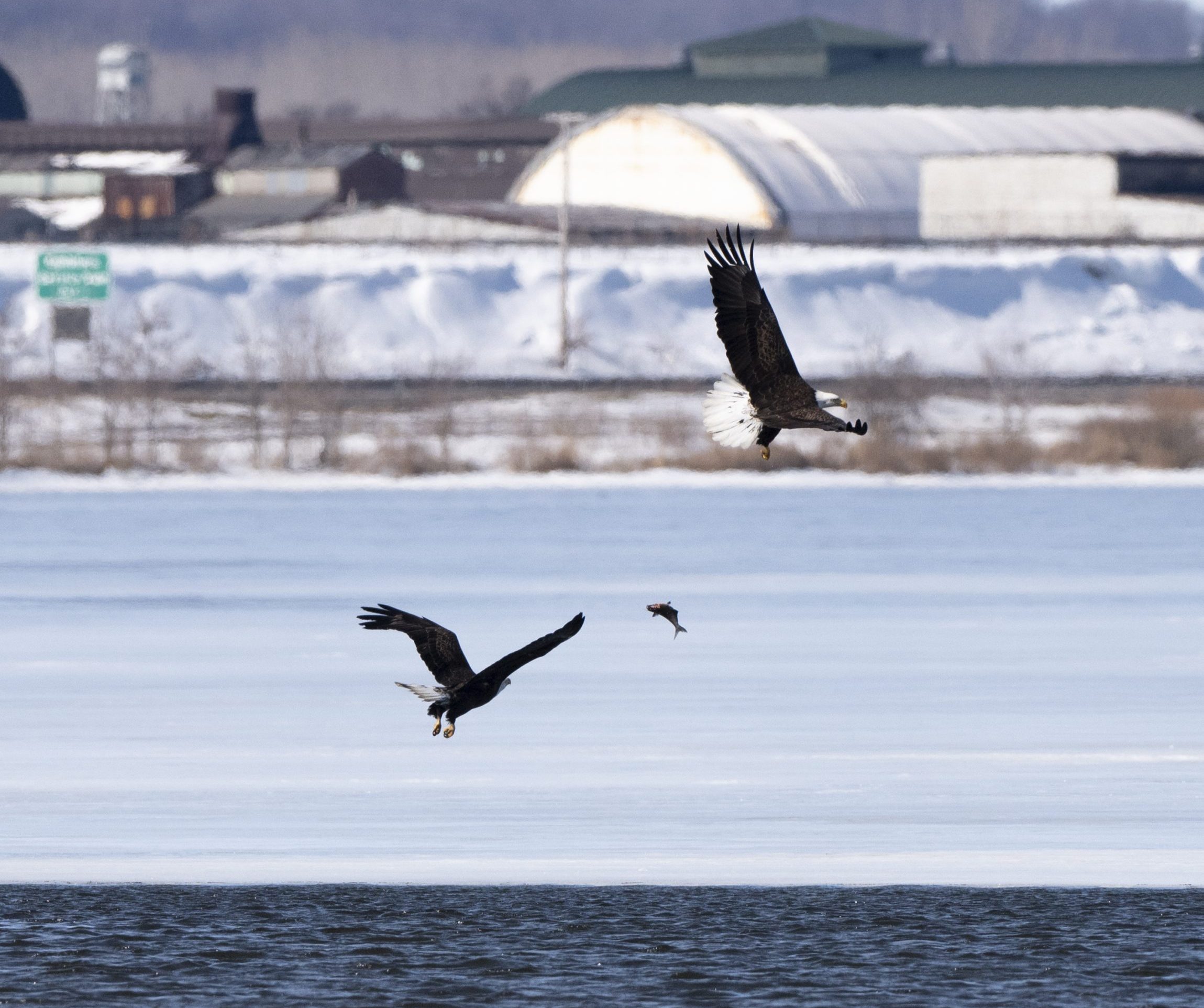Fights over fish often break out between eagles. February 26 2025, Syracuse NY. Photo by Maddi Jane Brown.