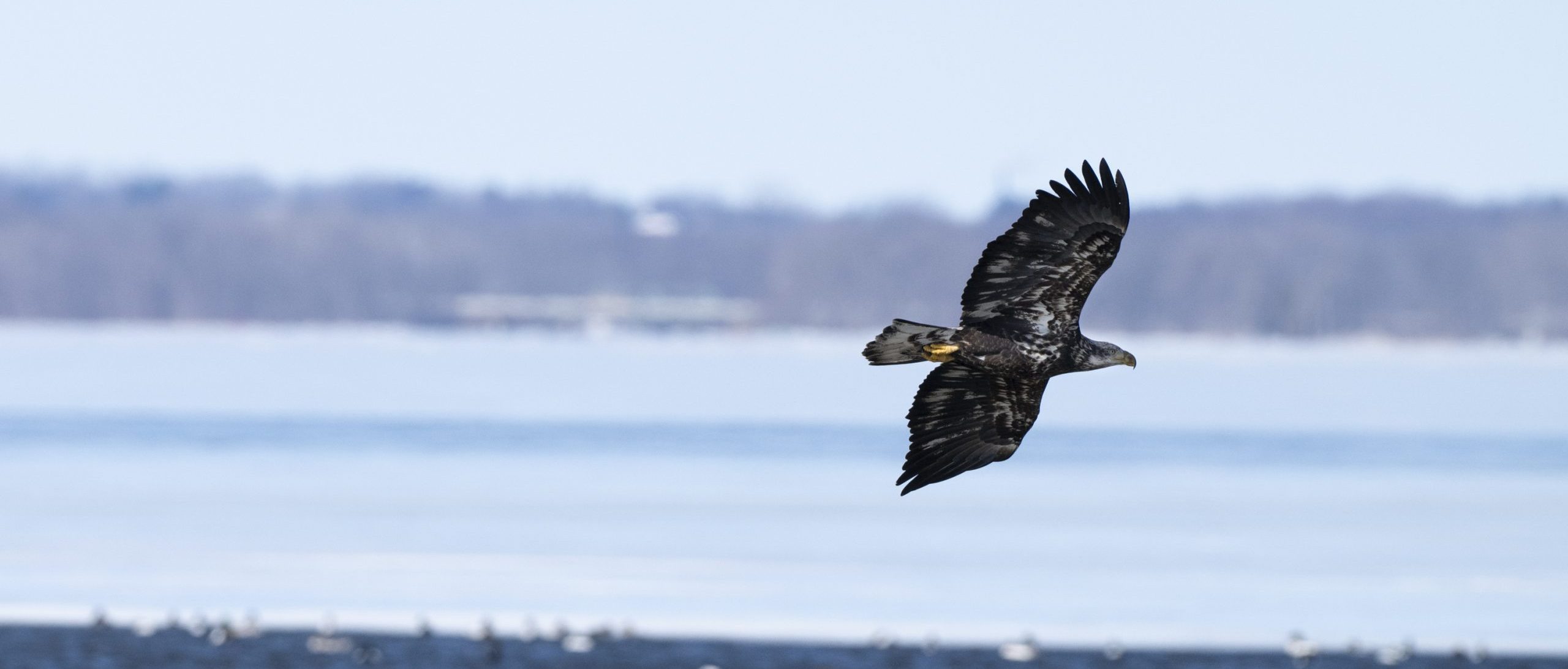 Bald eagles take up to four years to start growing their iconic white head and tail feathers. February 26 2025, Syracuse NY. Photo by Maddi Jane Brown.