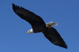 Bald eagles take up to four years to start growing their iconic white head and tail feathers. February 26 2025, Syracuse NY. Photo by Maddi Jane Brown.