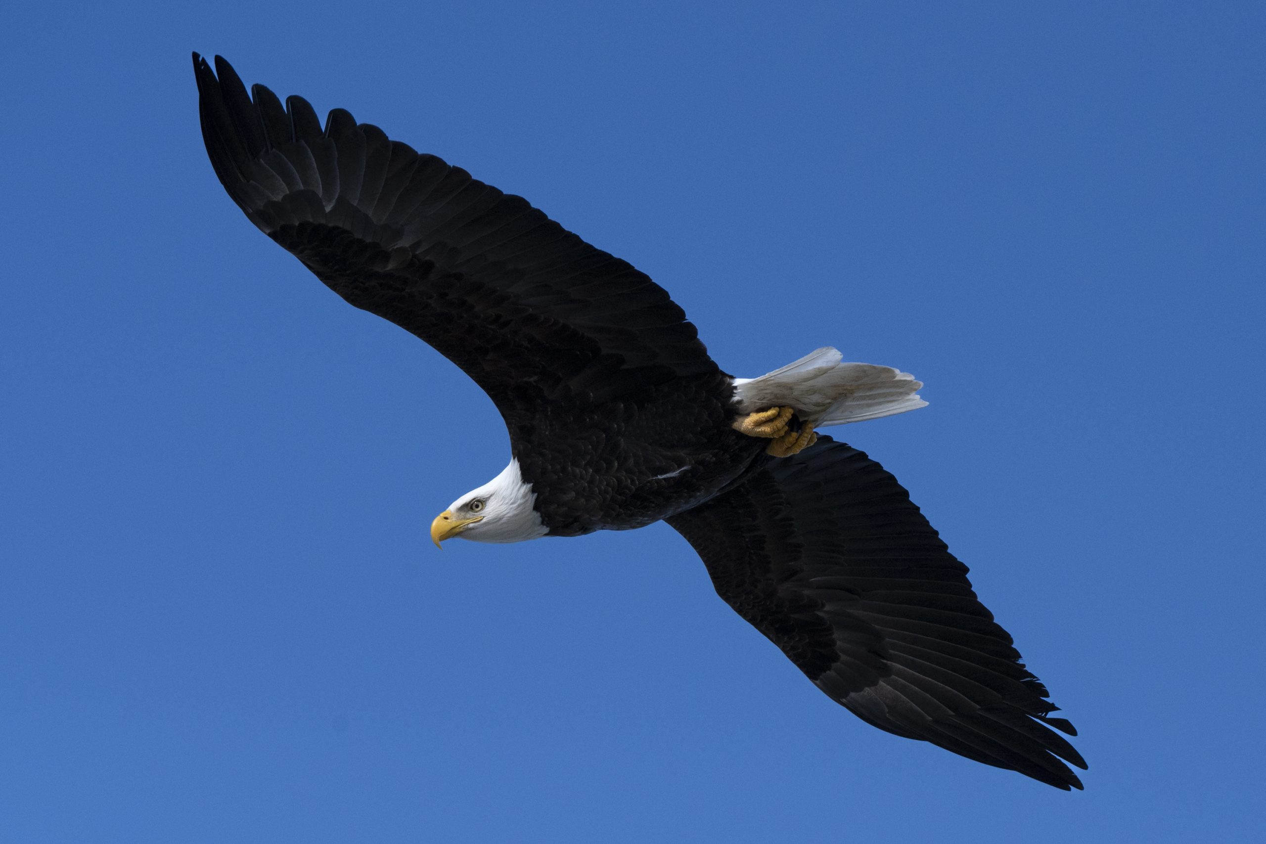 Bald eagles take up to four years to start growing their iconic white head and tail feathers. February 26 2025, Syracuse NY. Photo by Maddi Jane Brown.
