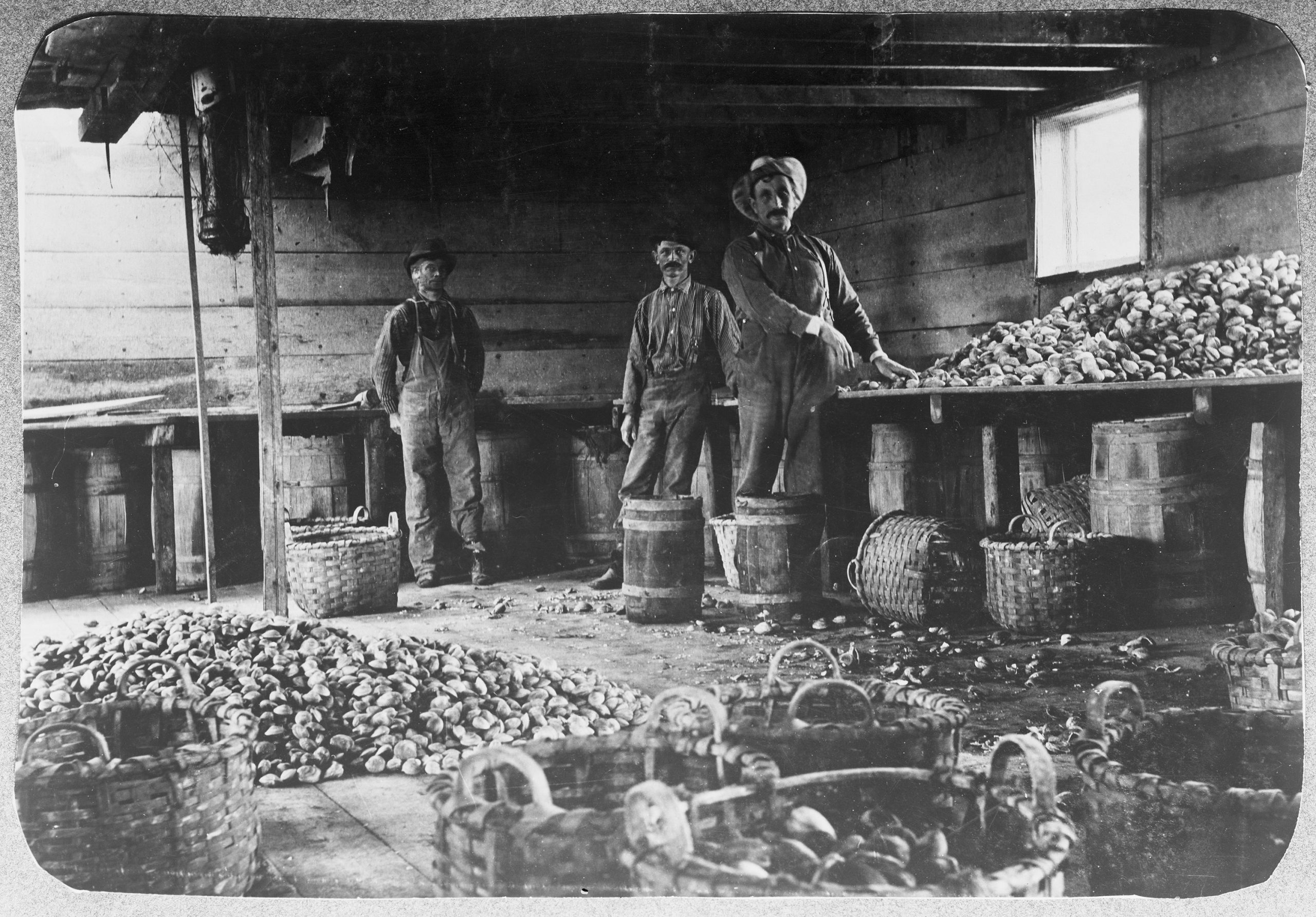 Heaps of oysters on an oyster barge in New York City, circa 1890.