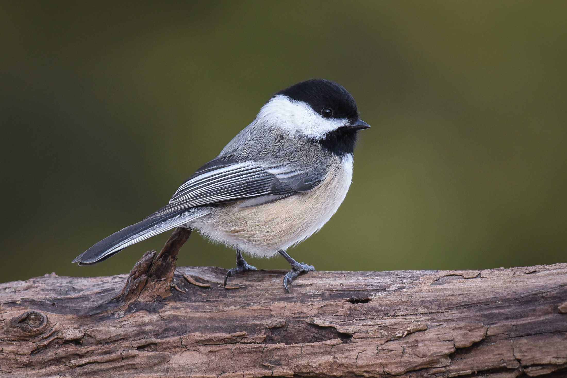 Black Capped Chickadee