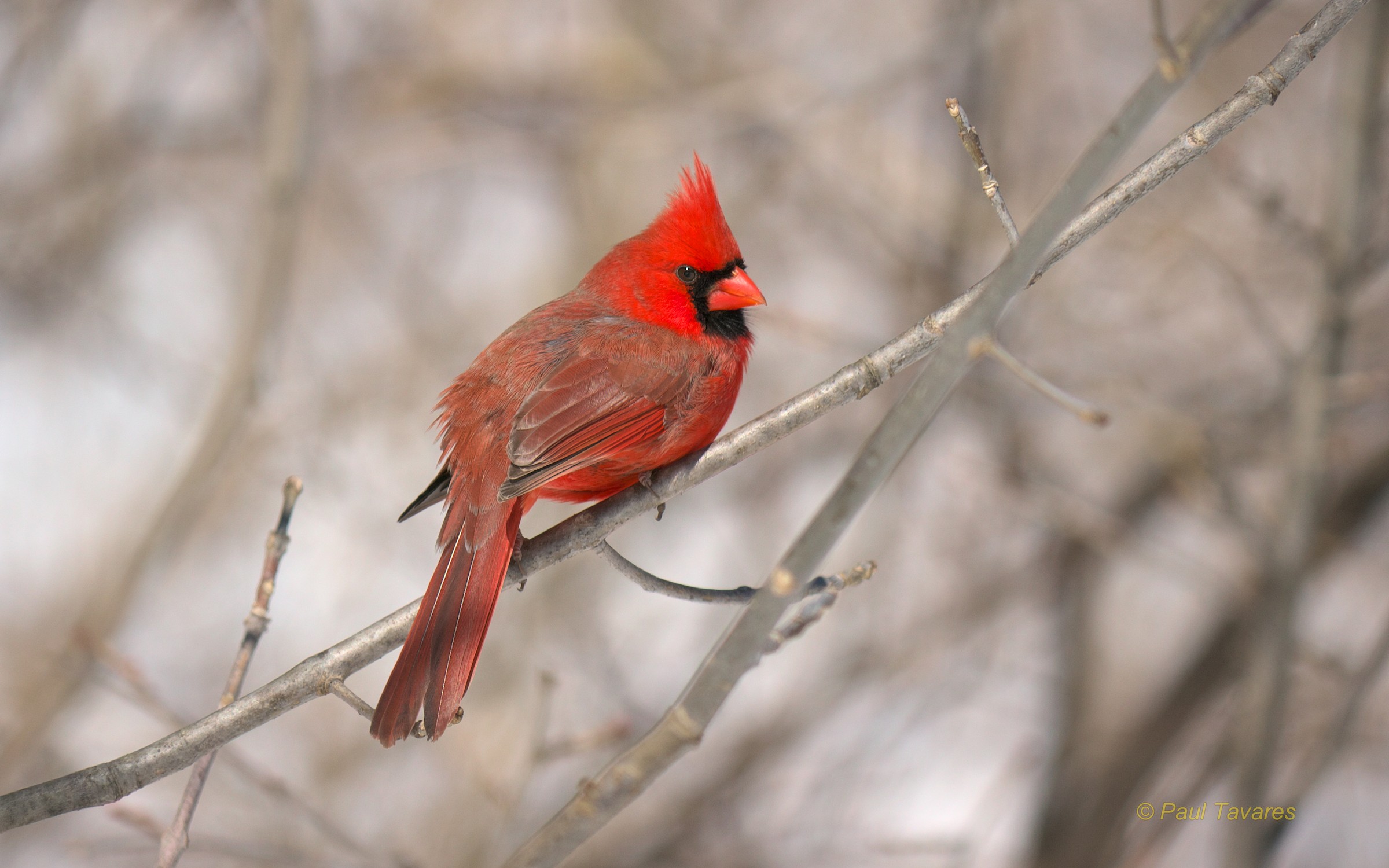 Northern Cardinal