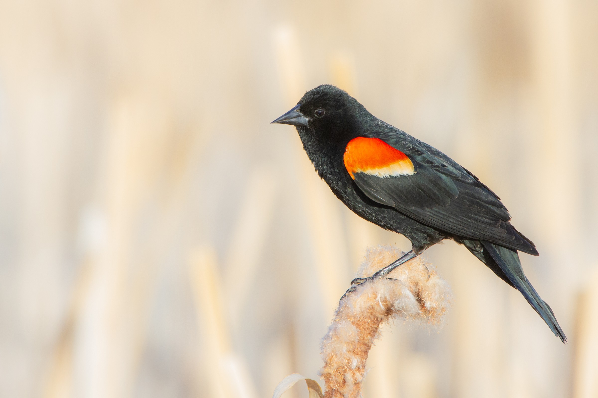 Red-winged Blackbird