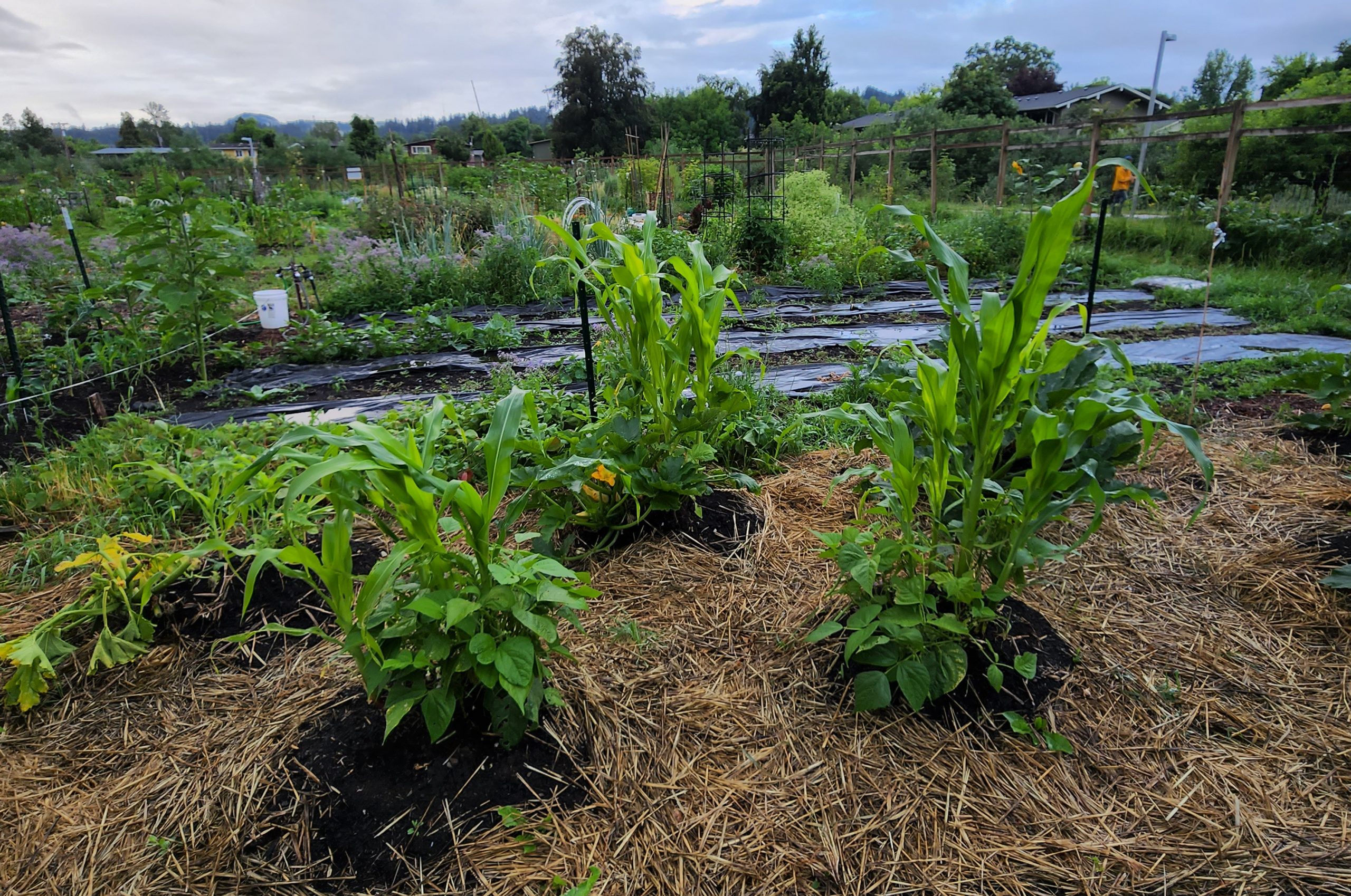 Three Sisters Mounds Farming