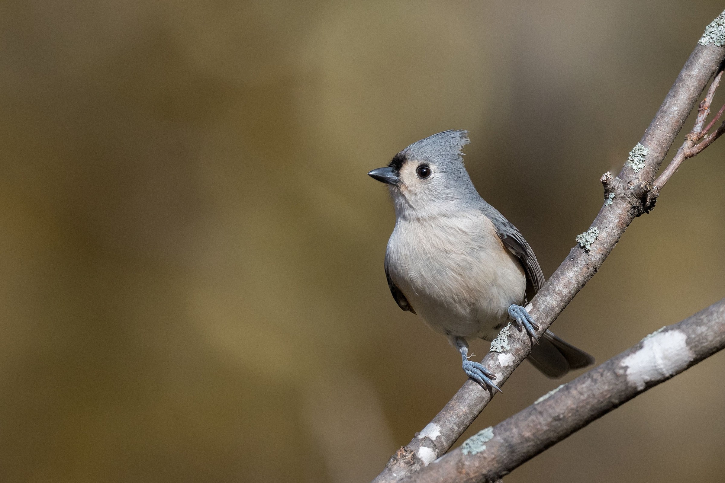 Tufted Titmouse