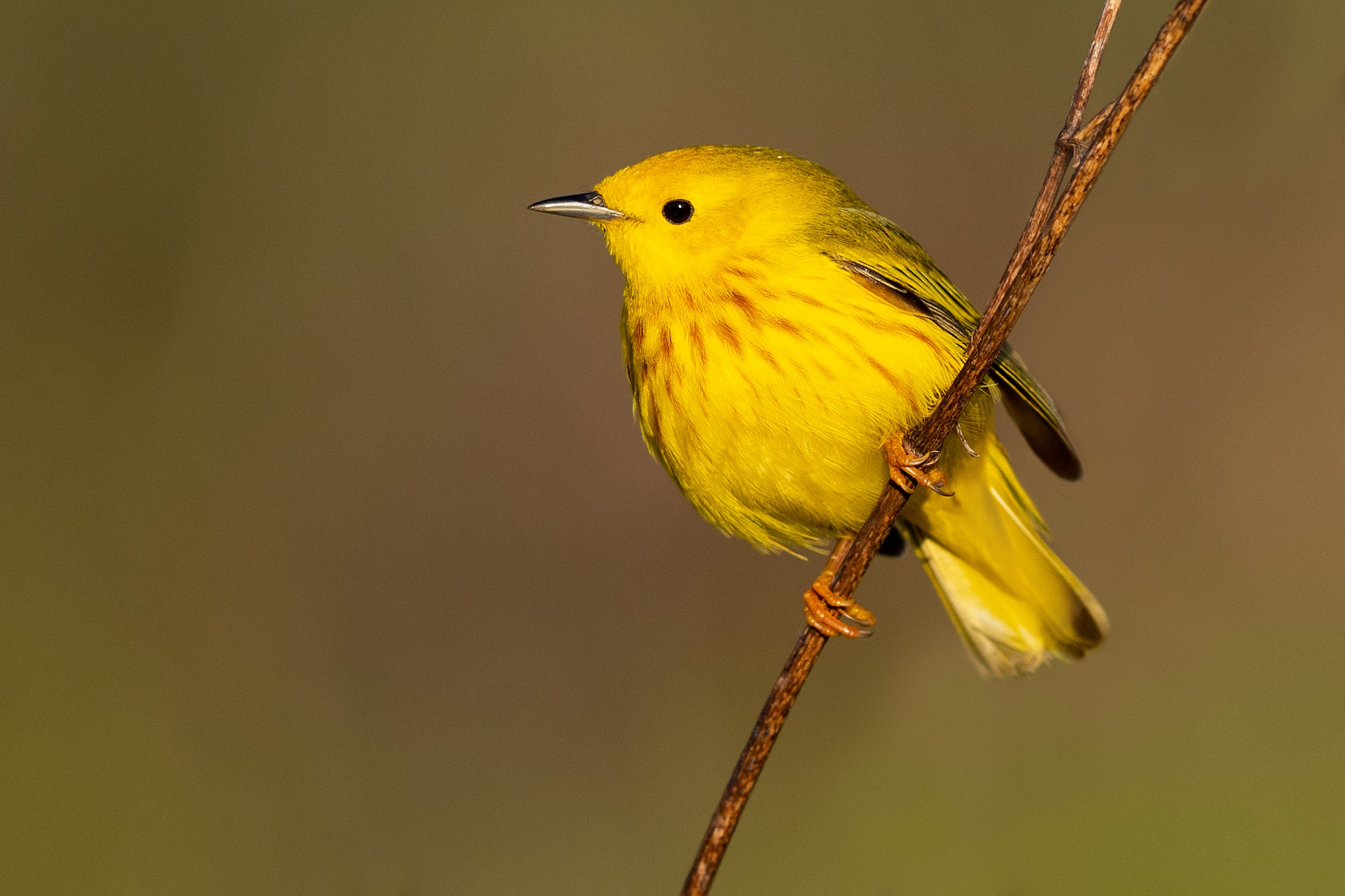 Yellow Warbler